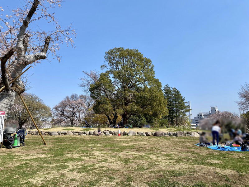 高井戸公園の芝生エリア