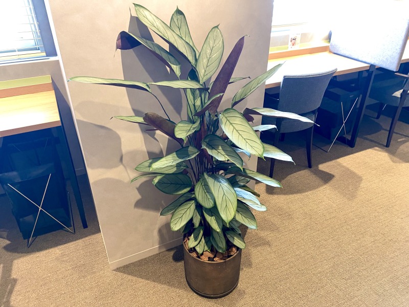 SHARE LOUNGE Olive LOUNGE 都立大学駅前の観葉植物