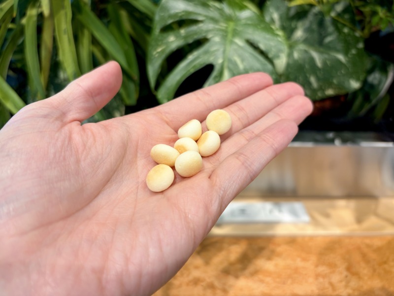 シェアラウンジキラリナ京王吉祥寺のミルクボーロを食べるところ